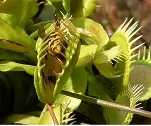 عجایب روزگار؛ این گل گوشت خوار انقدر صبر کرد زنبورای بیچاره که زیاد شدن همه رو خورد