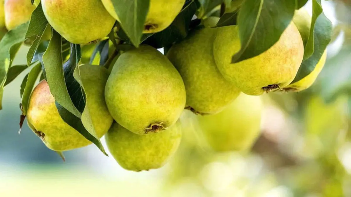 pear-2