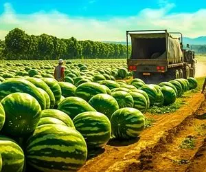 کشاورزی نوین؛ با ماشین های مدرن 100 هزار هکتار هندوانه کاشتن 1000000 تن برداشت کردن