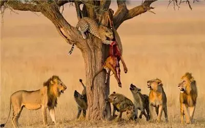 نارام زیان؛ جدال شرارتمندانه شیر و کفتارها با پلنگ برای لاشخوری از شکارش