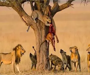 نارام زیان؛ جدال شرارتمندانه شیر و کفتارها با پلنگ برای لاشخوری از شکارش