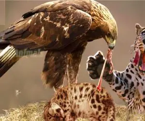 مستند حیات وحش؛ عقاب وحشیانه توله یوز را می درد مادر می ماند و دردش