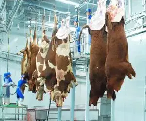 فرآوری گاو؛  گاو غول و درسته میندازه دستگاه چرخ کنه برگر صادراتی بگیره