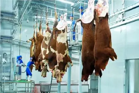 فرآوری گاو؛  گاو غول و درسته میندازه دستگاه چرخ کنه برگر صادراتی بگیره