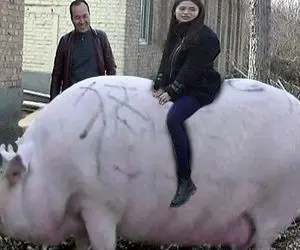 فرآوری خوک؛ حوک رو پرورش میدن 900 کیلو اول خوب سوارش میشن بعد سلاخی می کنن