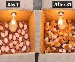 کارخانه حیوانات؛ ۲روز ۱۰۰ بار لامپ و خاموش روشن می‌کنه جوجه ۲روزه میشه مرغ تخم گذار 