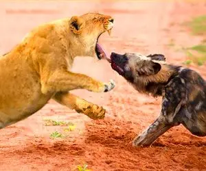 صحنه دهشتناک؛ کفتار شریر وسط بازی با دندون زبون شیر رو از حلقومش کشید بیرون