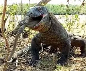 مستند حیات وحش؛ بابون حریف کومودو نمی شود