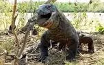 مستند حیات وحش؛ بابون حریف کومودو نمی شود