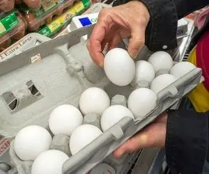 تخم مرغ دستوری ارزان شد؛ هر یکی با مِنت 1900 تومان