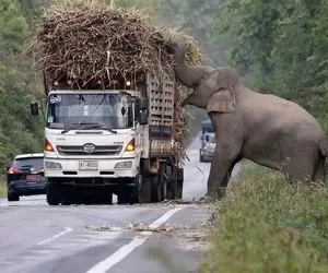 بدایع حیات وحش؛ فیلی که وسط جاده سد معبر کرد و از راننده کامیون ها باج میگیره