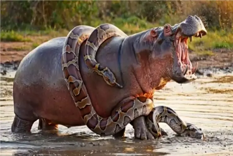 جنگ طبیعت؛ تقلای مذبوحانه اسب آبی و پیتون برای بلع و بلعیده نشدن