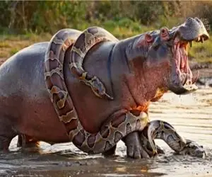 جنگ طبیعت؛ تقلای مذبوحانه اسب آبی و پیتون برای بلع و بلعیده نشدن