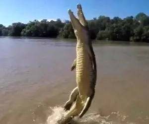 از بدایع حیات وحش؛ تمساح عصیانگر روی دمش واستاد گردن حیوون بیچاره رو با دندون برید