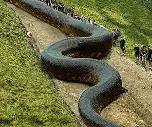 حیوانات غول جثه؛ مار به قدری بزرگ و قطوره از دور انگاری رودخانه است که جاری شده