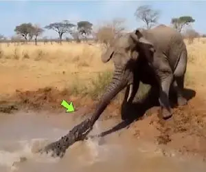 مستند حیات وحش؛ تمساح آز خرطوم فیل از جا کند