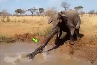 مستند حیات وحش؛ تمساح آز خرطوم فیل از جا کند