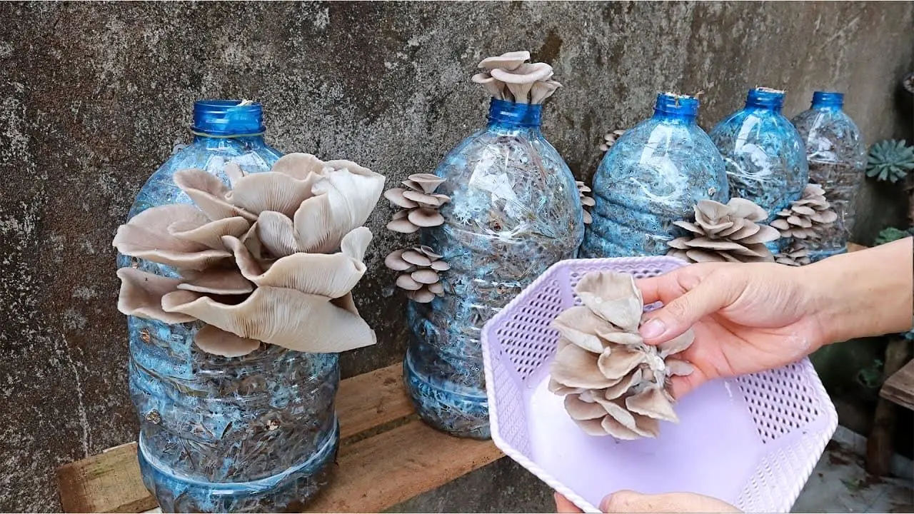 ایده های خلاقانه؛ بطری های پلاستیکی آب معدنی رو دور ننداز توش قارچ بکار محشر میشه