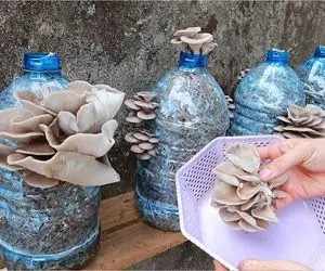ایده های خلاقانه؛ بطری های پلاستیکی آب معدنی رو دور ننداز توش قارچ بکار محشر میشه