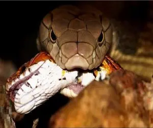 مستند حیات وحش/ پیتون غول همنوع نمی شناسد لولش میکنه میبلعه