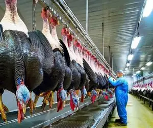 فرآوری بوقلمون / دستگاه کشتار بوقلمون با فناوری پیشرفته که سوددهی را بالا میبرد