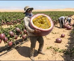کشاورزی نوین؛ تو بیابان که هیچ موجود زنده توان زندگی نداره پشن فروت پرورش دادن عالی