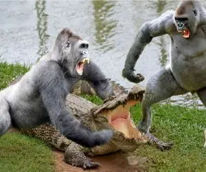 مستند حیات وحش؛ گوریل خلاقانه آهو رو از لا دندون تمساح کشید بیرون