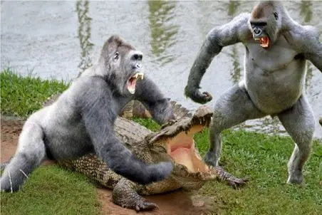 مستند حیات وحش؛ گوریل خلاقانه آهو رو از لا دندون تمساح کشید بیرون