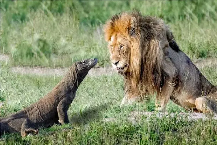 مستند حیات وحش؛ شیر؛اژدهای کامودو