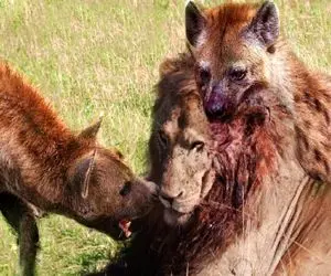 بدایع حیات وحش / بزرگ‌ترین حیوانات حیات وحش با ضربات دقیق و گاز گرفتن بسیار خطرناک