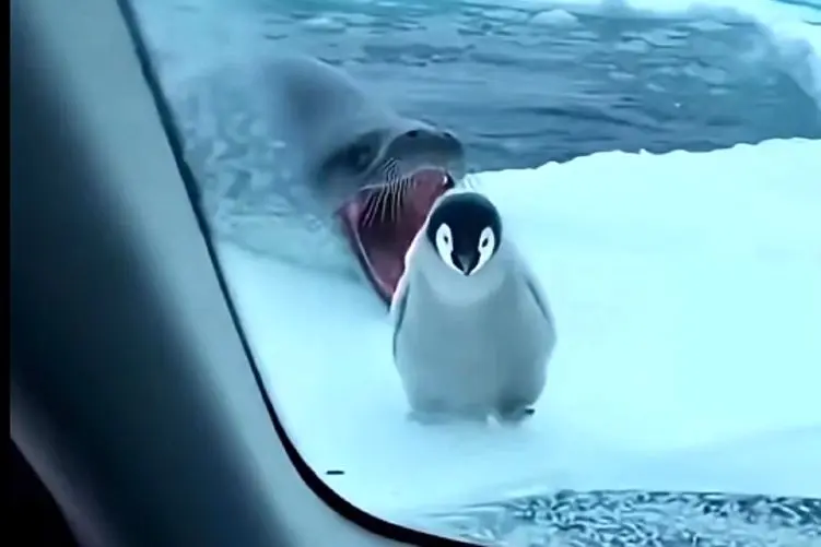 معماری طبیعت؛ راننده پنگوئن رو از مرگ حتمی نجات داد باباش با سیس لاتی اومد تشکر کرد