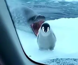 معماری طبیعت؛ راننده پنگوئن رو از مرگ حتمی نجات داد باباش با سیس لاتی اومد تشکر کرد