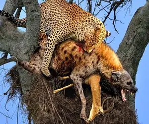 بدایع حیات وحش؛ کفتار سفاک خرخره پلنگ زمختی که موقع بلع آهو مزاحم شد و جر داد