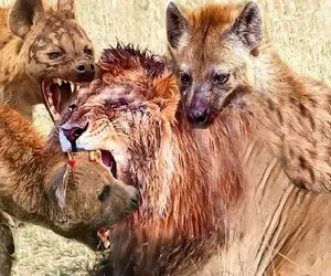 شاهکار حیات وحش؛ کفتارهای سفاک بعد یه کشتی مشتی ریختن سر شیر ازازیل تناول کردن