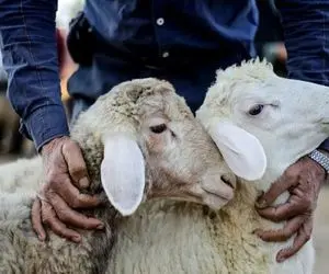 قیمت دام زنده امروز ۷ آبان ۱۴۰۳/ بازار تهران و خراسان رضوی از جای برخواست