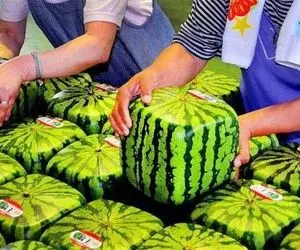 کشاورزی نوین؛ هندوانه فقط گرد و قرمز نیستا تو ژاپن یه مدل زینتی کاشت مربعی و زرد