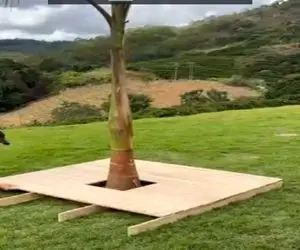 معماری خلاقانه؛ دورتا دور درخت یه نیمکت ساخت انقد رویایی و جذاب شد حیفه نبینی