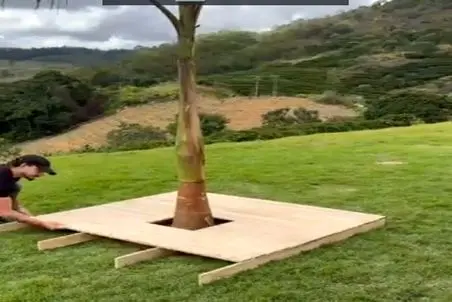 معماری خلاقانه؛ دورتا دور درخت یه نیمکت ساخت انقد رویایی و جذاب شد حیفه نبینی