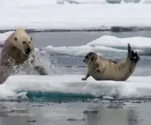 مستند حیات وحش؛ خرس قطبی جوری فوک رو شرحه میکنه خانوادش نشناسنش