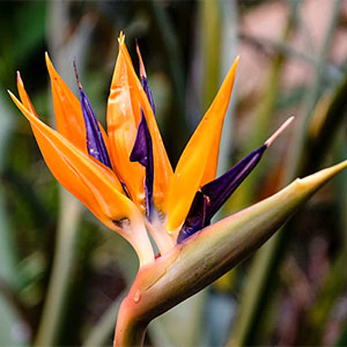 Bird-of-paradise-flower-propagation