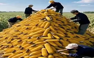 کشاورزی نوین؛ محصولات بنده خداها رو حشره زده به چه کنم چه کنم افتادن