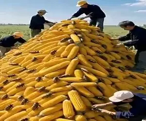 کشاورزی نوین؛ محصولات بنده خداها رو حشره زده به چه کنم چه کنم افتادن