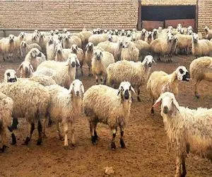 (جدول) قیمت دام زنده امروز ۳۰ فروردین ۱۴۰۴/ روند فرسایشی بازار ادامه دارد