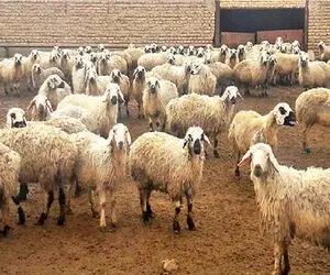 (جدول) قیمت دام زنده امروز ۳۰ فروردین ۱۴۰۴/ روند فرسایشی بازار ادامه دارد