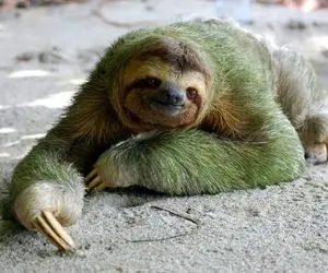 آن روی طبیعت وحشی؛ تنبل‌ترین حیوان جهان دراز میکشه و غذا میخوره مبادا یه وقت خسته بشه