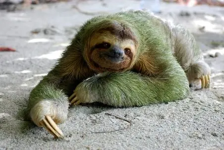 آن روی طبیعت وحشی؛ تنبل‌ترین حیوان جهان دراز میکشه و غذا میخوره مبادا یه وقت خسته بشه