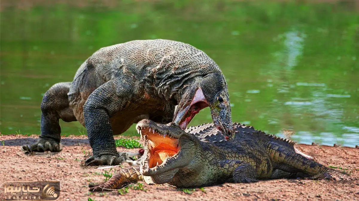 از جذابیت های حیات وحش؛ وقتی کومودو احمق میشه به جای فرار با کروکودیل می جنگه