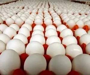 امکان کاهش قیمت تخم مرغ