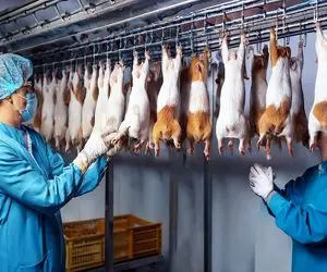 فرآوری خوک هندی؛ خوک هندی برای گوشت و سود دلاری در مزارع مخفی صنعتی پرورش می یابند