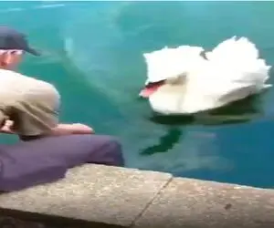 نبض وحش؛ قوی شکم پرست خر میکنن آشغال حلقشو دربیارن بچه هاشو ندیده از دنیا نره